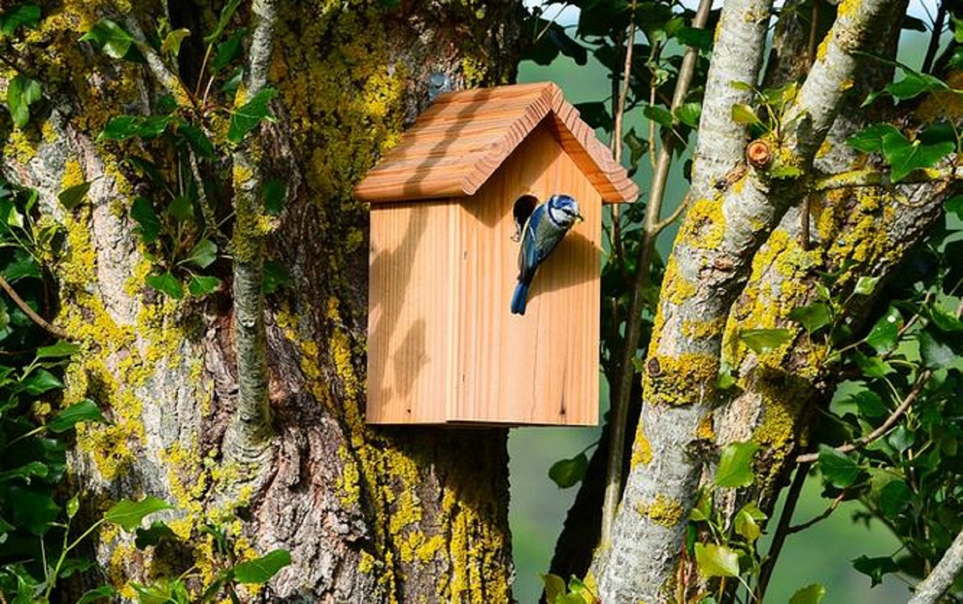 Nichoir à oiseaux : un abri pour les mésanges bleues