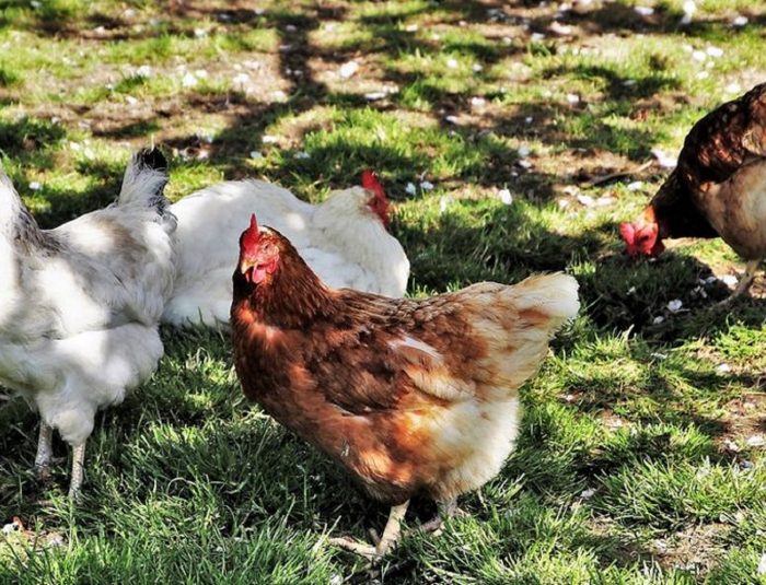 Un poulailler au jardin : un abri pour des poules heureuses