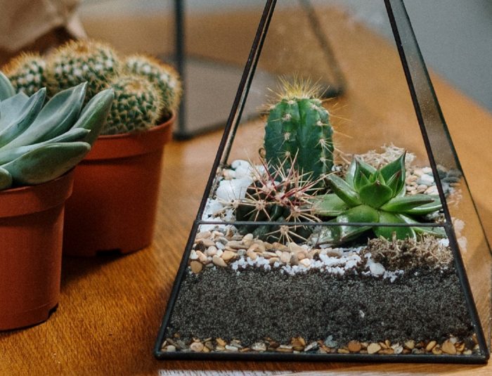 Terrarium pour plantes : un jardin miniature dans un bocal